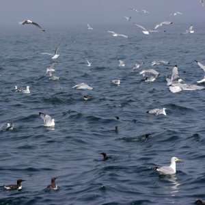Seabirds, Inner Farne