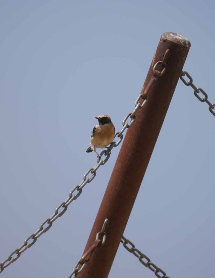 Black-eared Wheatear, Acinipo, Cadiz, MJMcGill