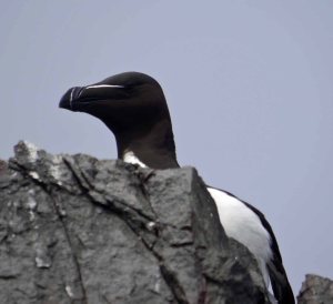 Razorbill