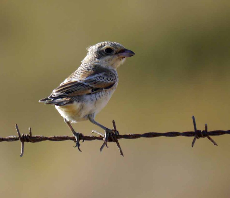 Juvenile Woodchat Shrike, Marhenilla, MJMcGill