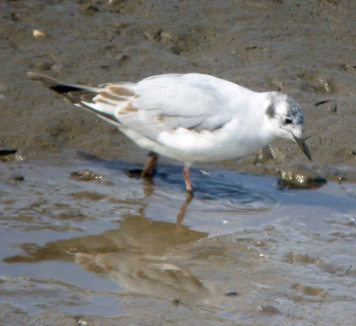 Bonaparte's Gull, MJMcGill