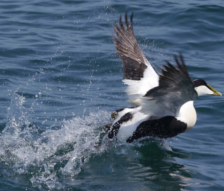 Eider take off, Farne Islands, MJMcGill