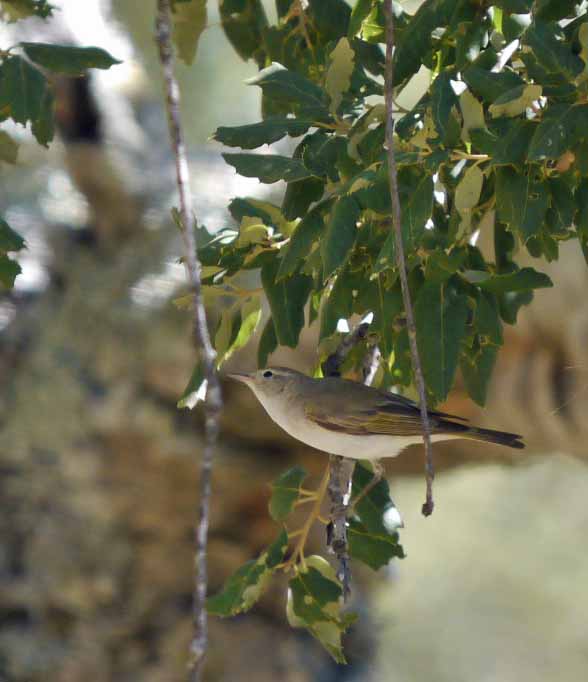 Bonelli's Warbler, Sierra de Grazelema, MJMcGill