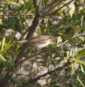 Bonelli's Warbler, Villa la Palma