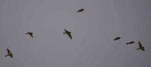 Shore Larks in flight, MJMcGill