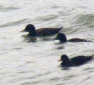Velvet and Common Scoter
