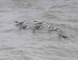 Long-tailed Duck, Labrador Bay, MJMcGill