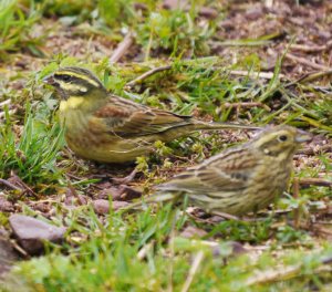 Cirl Buntings, Devon, MJMcGill