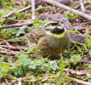 Cirl Bunting, Devon, MJMcGill 2