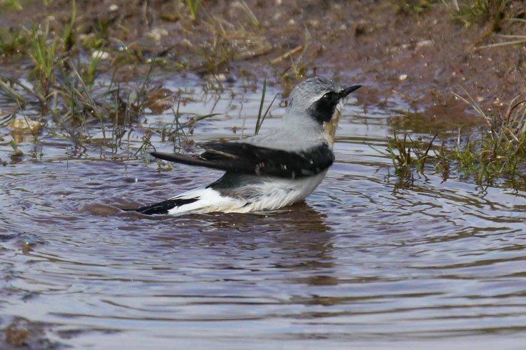 Wheatear, male bathing, Eglwseg
