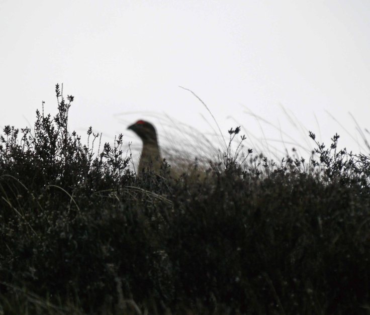 Red Grouse and heather