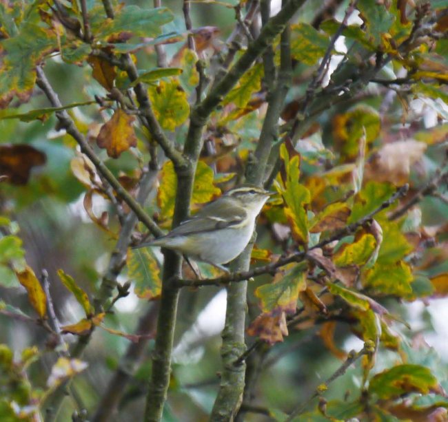 Yellow-browed Warbler, Kilnsea, MJMcGill