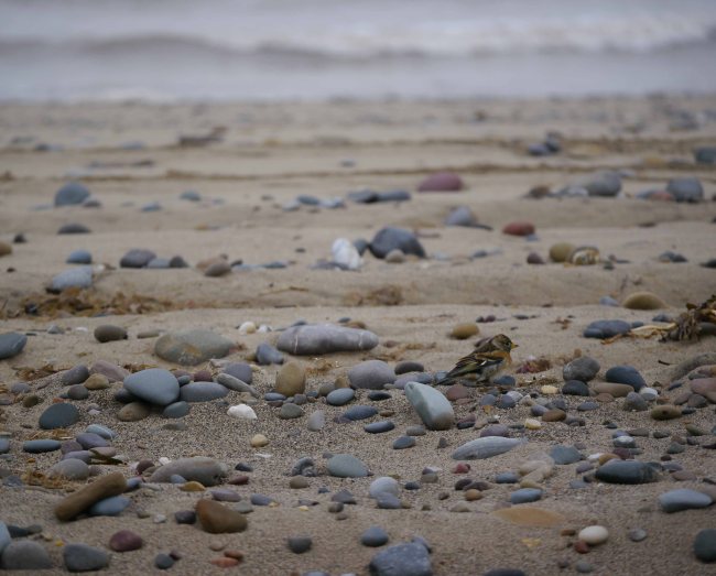 Brambling, 2, Spurn, MJMcGill