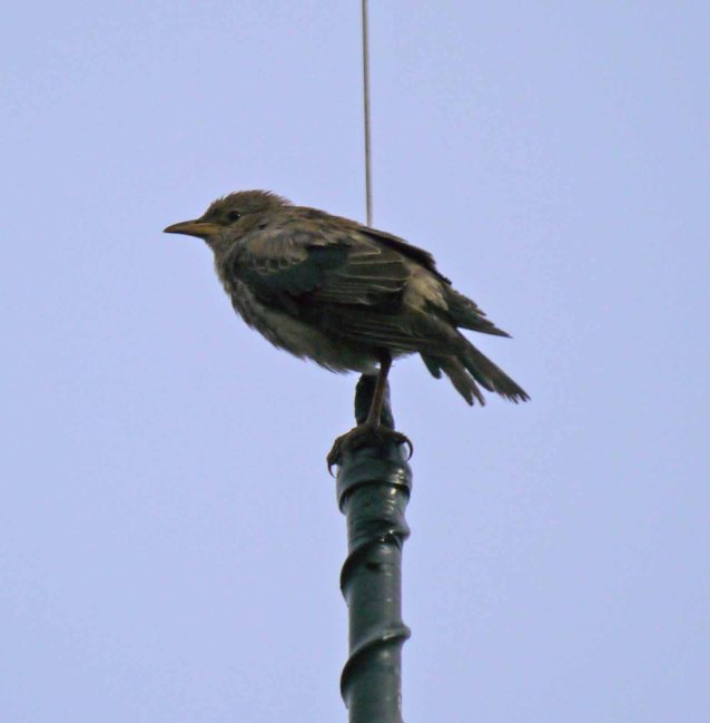 Rose-coloured Starling, Easington, MJMcGill