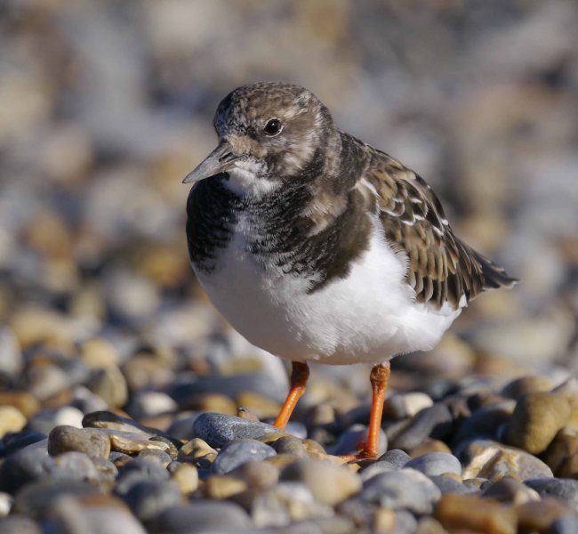 Turnstone, Salthouse, MJMcGill