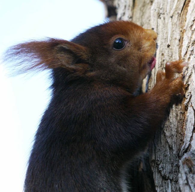 Red Squirrel, feeding on sap, Retiro Park, Madrid, MJMcGill (3)_edited-1