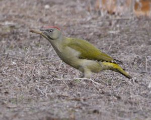 Iberian Woodpecker, Casa de Campo, Madrid, MJMcGill 001