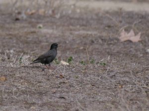 Spotless Starling, MJM