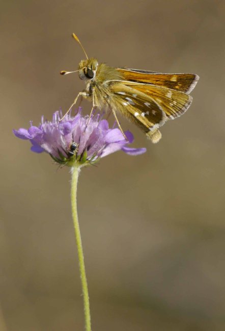 Silver-spotted Skipper, Fontmell Down, Dorset, MJMcGill (14)_edited-1