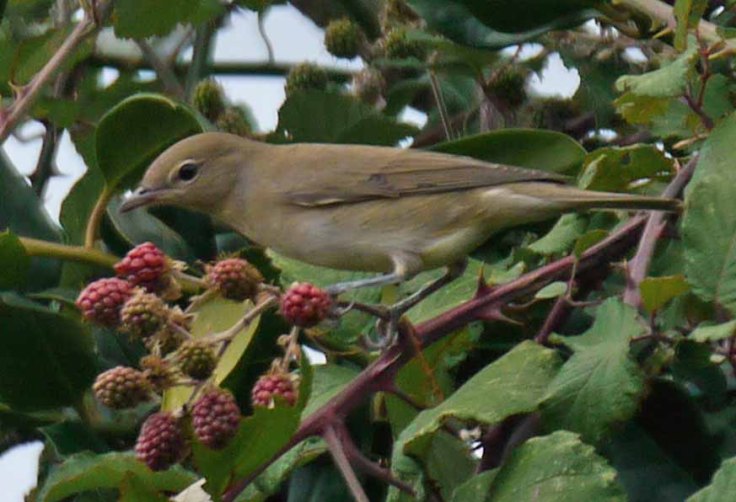 Juvenile Garden Warbler, Whitminster, home, MJMcGill