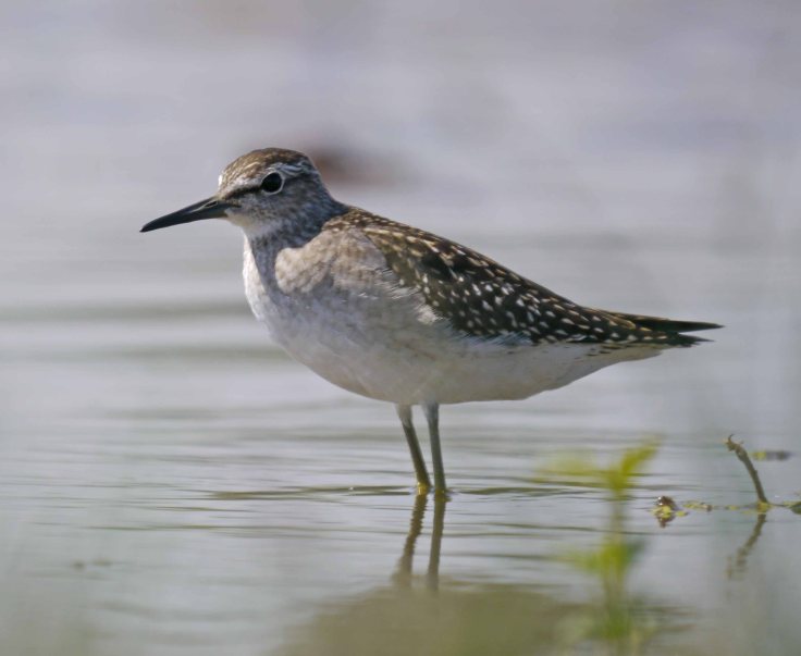 Wood Sandpiper, juvenile, Top New Piece, MJMcGill (21)_edited-1