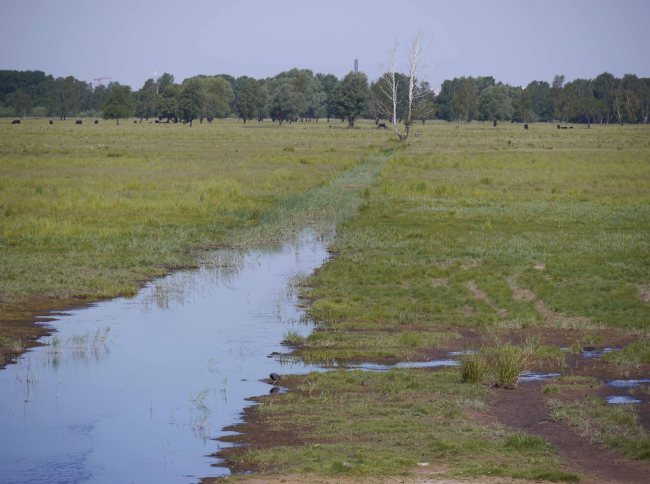 Amager Kalvebod, Copenhagen