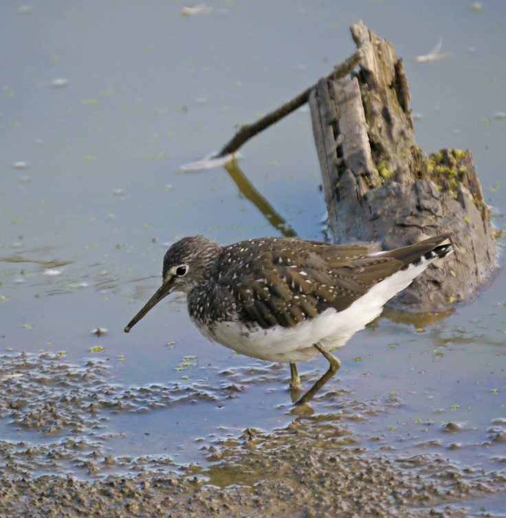 Green Sandpiper, Tack Piece, 001, MJMcGill