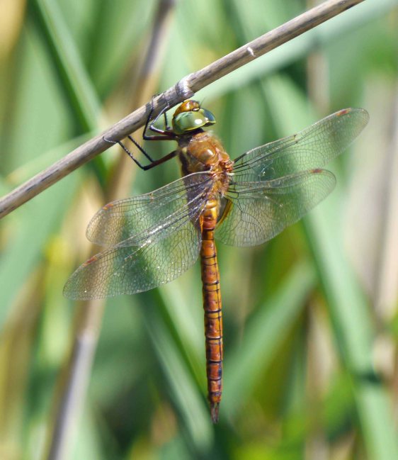 Green-eyed Hawker (Norfolk Hawker), Kalvebod Faelled, MJMcGill (1)_edited-1