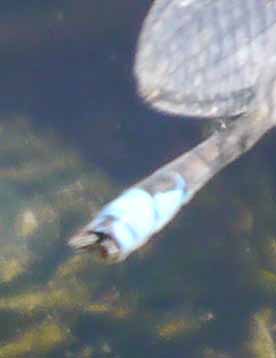 Small Red-eyed Damselfly, tail, 50 Acre, MJMcGill