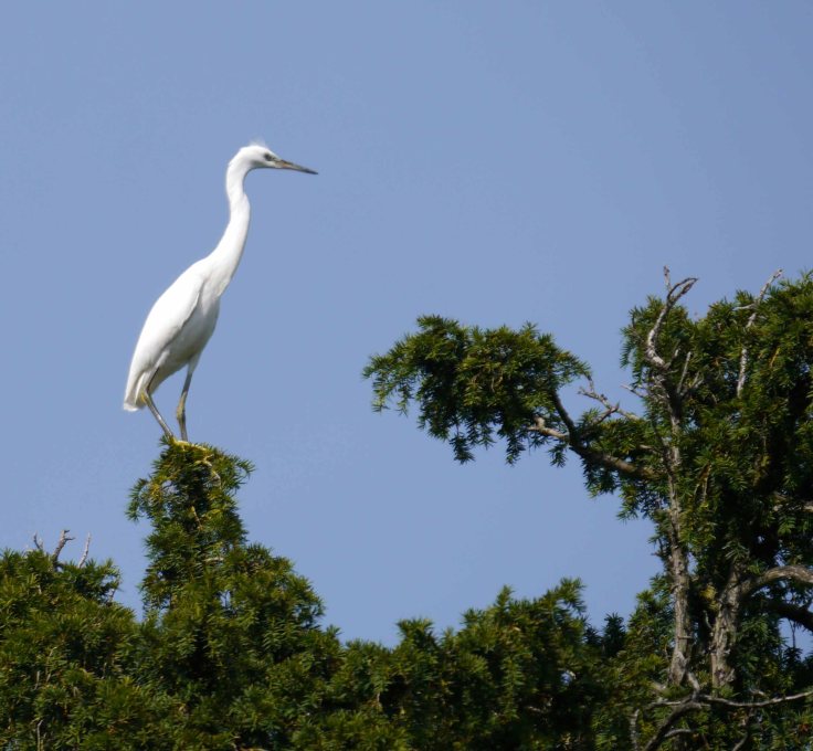 Little Egret, Blandford Forum