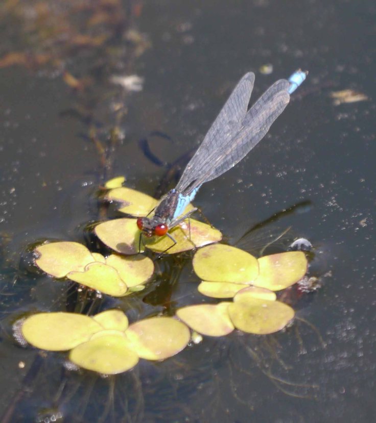 Small Red-eyed Damselfly, 50 Acre, 002, MJMcGill