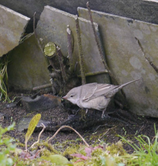Barred Warbler, Norwick, Unst (10)_edited-1
