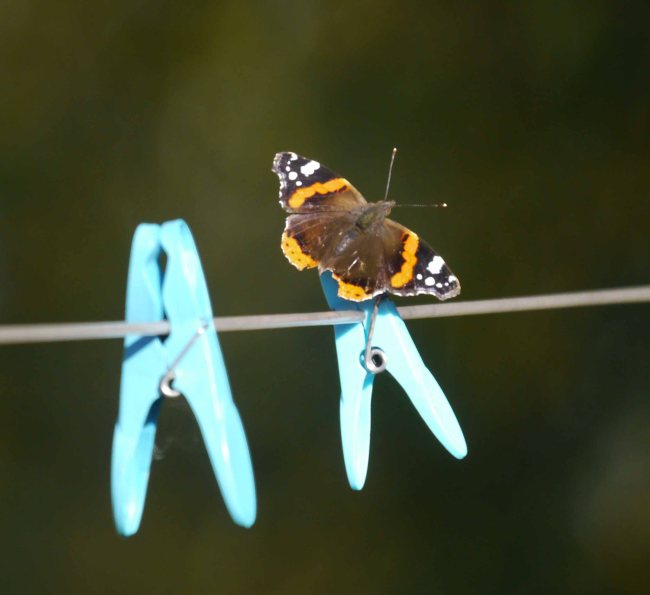 Red Admiral on the pegs, Whitminster, MJMcGill