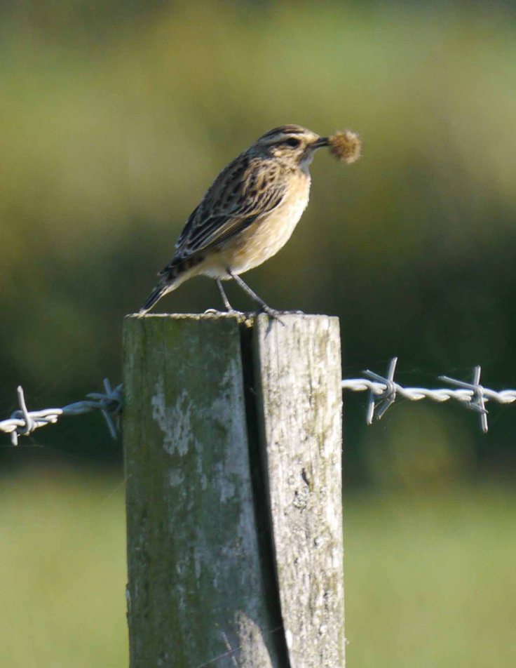 Whinchat, Four Score, Slimbridge, MJM