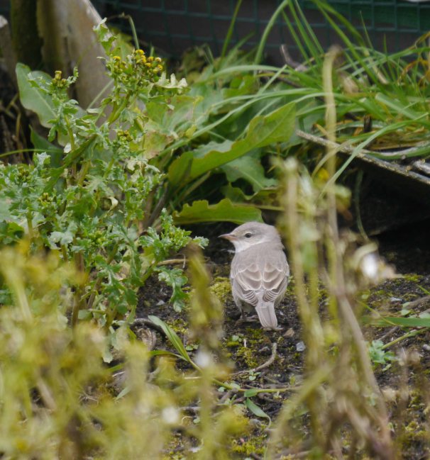 Barred Warbler, Norwick, Unst (6)_edited-1