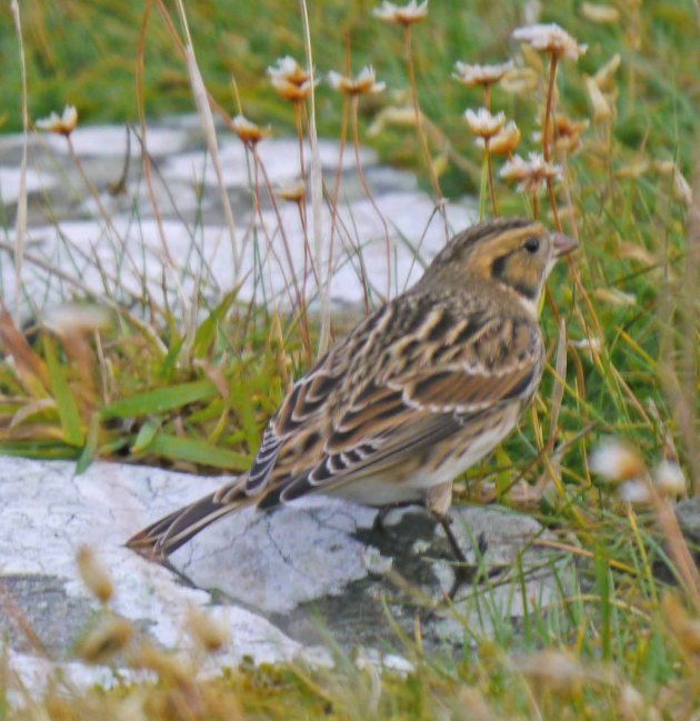 Lapland Bunting, Grutness, Shetland, MJM (7)_edited-1