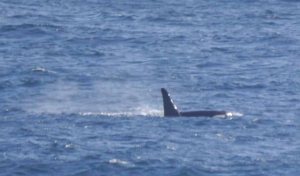 Orca (Killer Whale), Sumburgh, Shetland, MJM (6)_edited-1