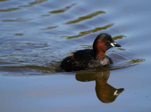 Little Grebe, South Lake, MJMcGill