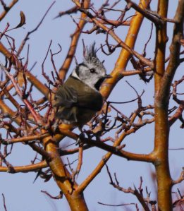 Crested Tit, Puerto de la Ragua, Sierra Nevada (1)_edited-1