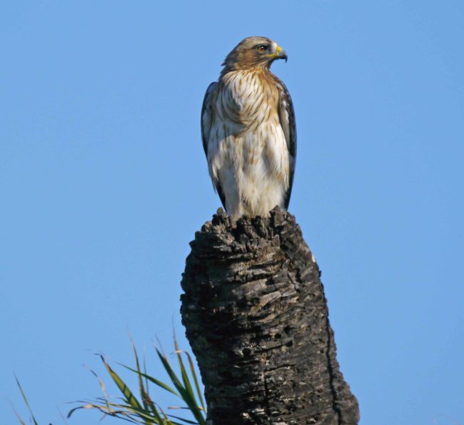 Booted Eagle, El Hondo, Elche, MJMcGill (5)_edited-1